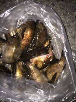 マーブルビーチのメバル