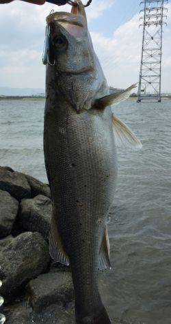 マイクロベイトパターン