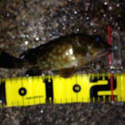 ロックプラッキング