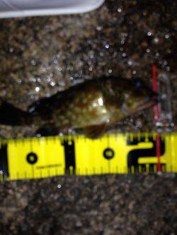 ロックプラッキング