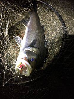 バチはまだかな？