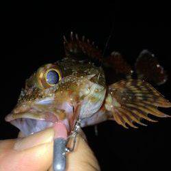 ガシガシガッシーず‼︎