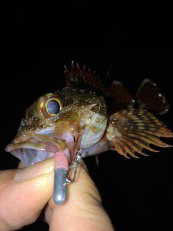 ガシガシガッシーず‼︎