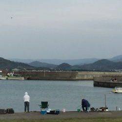 イワシフィーバー