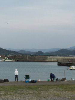 イワシフィーバー