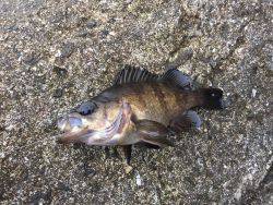 エビ撒き釣り修行