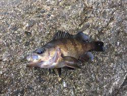 エビ撒き釣り修行