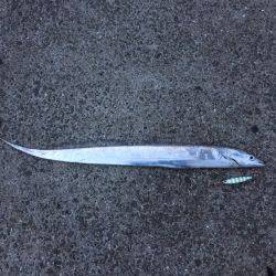 春タチ最高です!