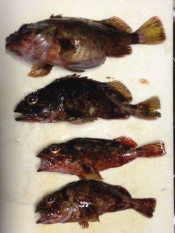 短時間ガシリング！