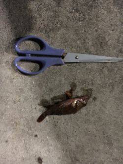 おニューロットなんですがー