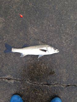 アジ飲ませでお土産確保