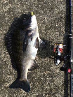 水軒でビックなチヌ！