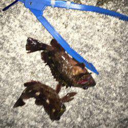 釣れたら、楽しい