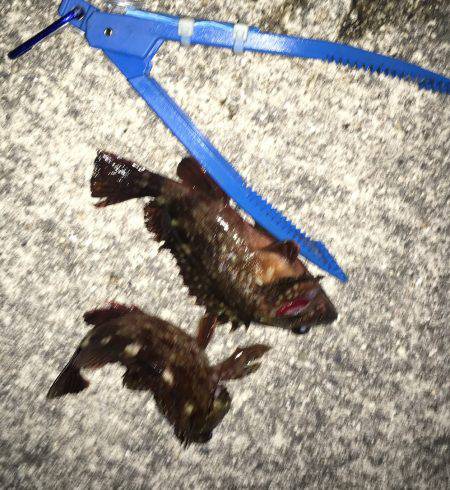 釣れたら、楽しい