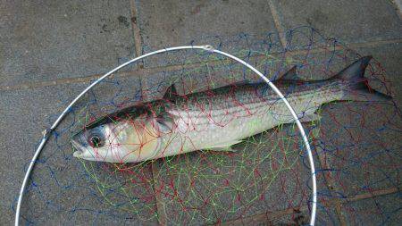 青物狙いも・・・