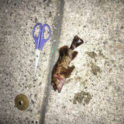 メバル調査です