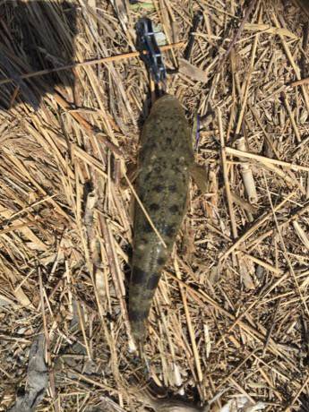 久し振りのマゴチ