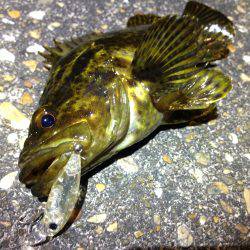 短時間だけど釣れました♪