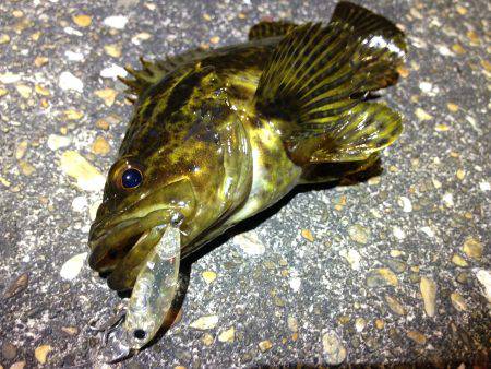 短時間だけど釣れました♪