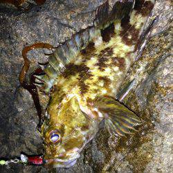 今宵もプラグ縛り