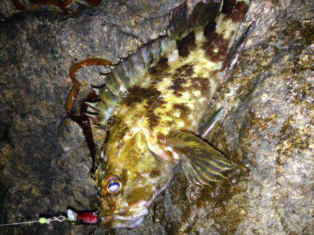 今宵もプラグ縛り