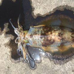 今年初のアオリ