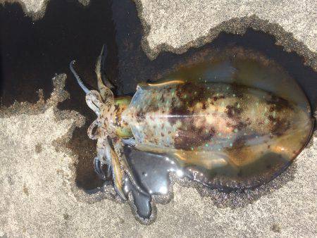 今年初のアオリ