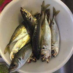 青物狙いが、、、