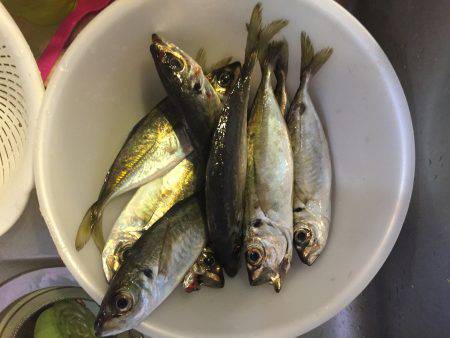 青物狙いが、、、