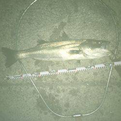 ゆうマズメ狙い的中