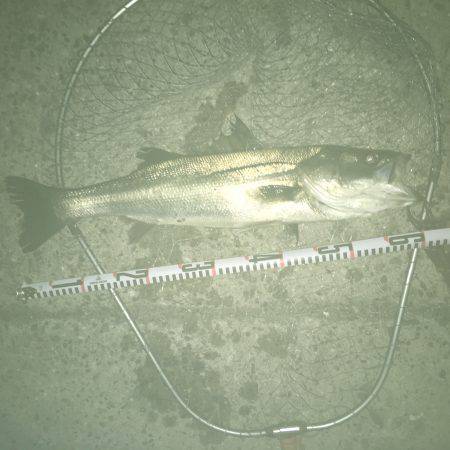 ゆうマズメ狙い的中