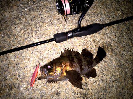 プラッキングメバル！