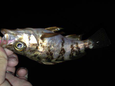 アジングのはずが…