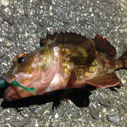 爆爆爆風！メバリング‼︎