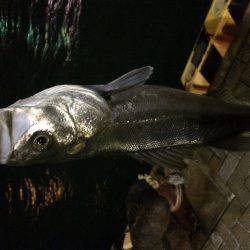 出だし好調やったのに……。