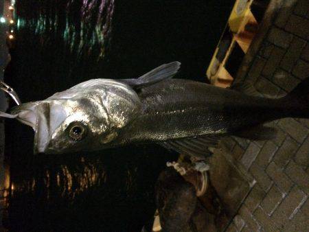 出だし好調やったのに……。