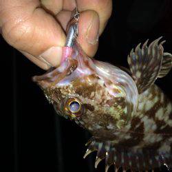 メバリングのち