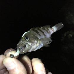 アジが釣りたかったんだけど