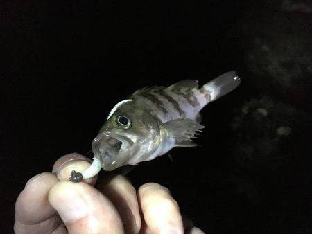 アジが釣りたかったんだけど