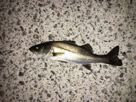 メバルが釣れない>_<