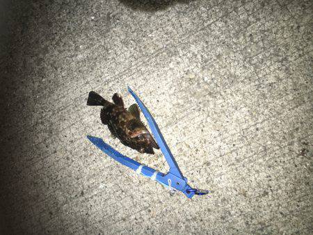 夜はチョコっと寒いです