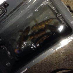 久々のメバリング