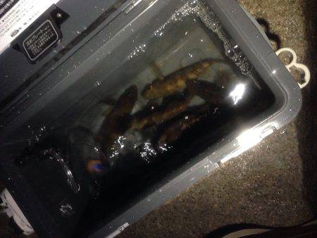 久々のメバリング