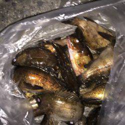 マーブルビーチのメバル