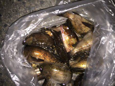 マーブルビーチのメバル