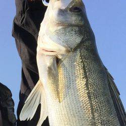 武庫川シーバス