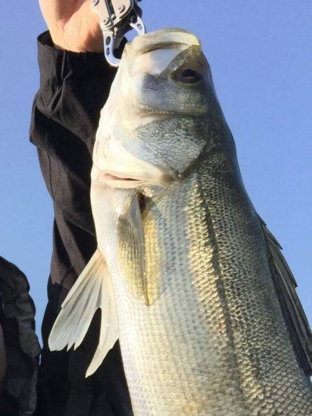 武庫川シーバス