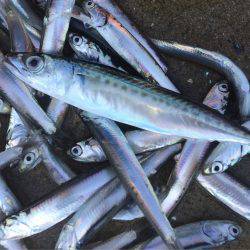 イワシに癒されました