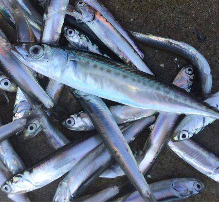 イワシに癒されました