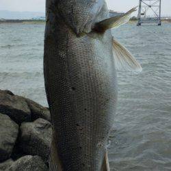 マイクロベイトパターン